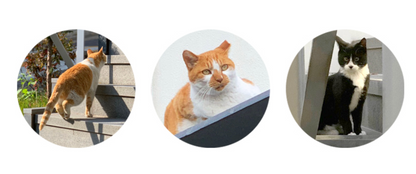 ねこちゃん マスキングテープ (One-third cat masking tape)