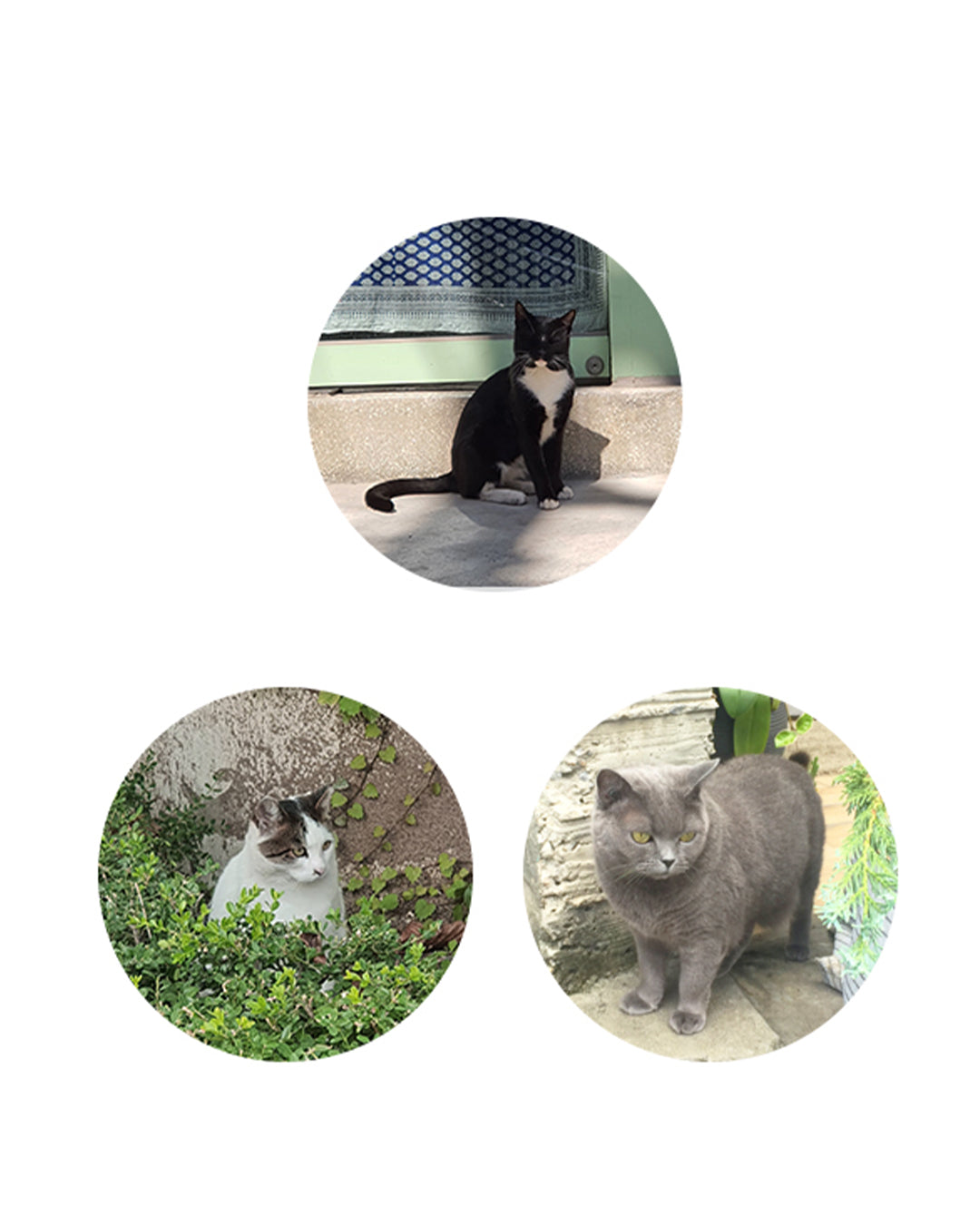 6ヶ月ダイアリー (One third cat Half Diary)